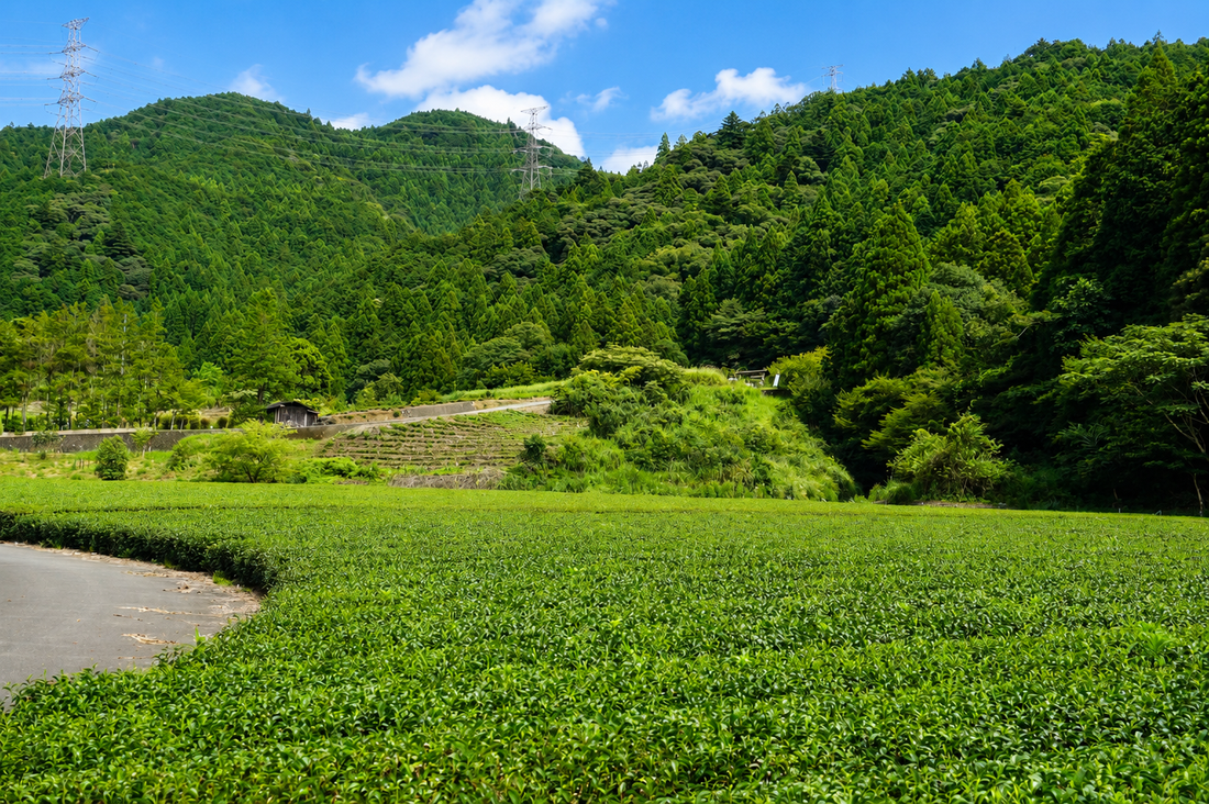 Teefelder in Shizuoka, Japan – Hügel mit Grünteepflanzen, Ursprungsregion von Ku-u Matcha_Tea fields in Shizuoka, Japan – rolling hillside rows of green tea bushes, the origin region of Ku-u matcha