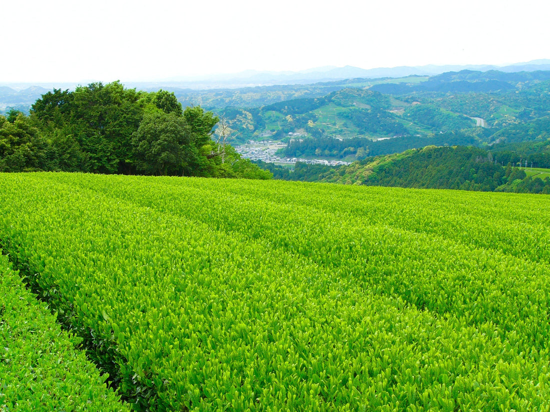  Grüne Teefelder in Shizuoka, Japan, in sanften Hügeln